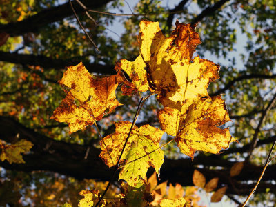 October Light