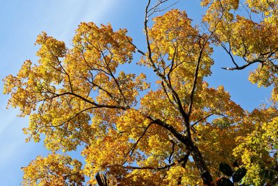 Fabulous Fall