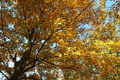 Autumn Makeover