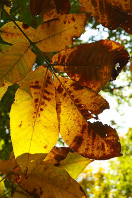 Golden Light