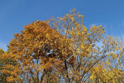 Blue and Gold