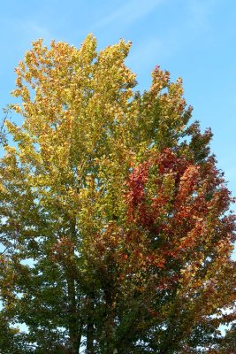 Forest Fall