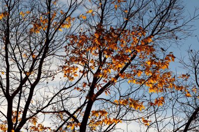 Fall at Sunset