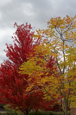 Complimentary Colors