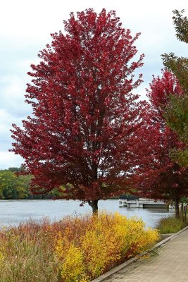 Fall in the Park