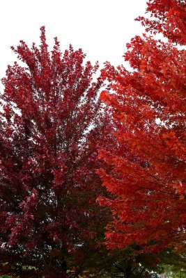 Fall in Red
