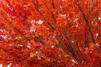 In a Blaze of Glory