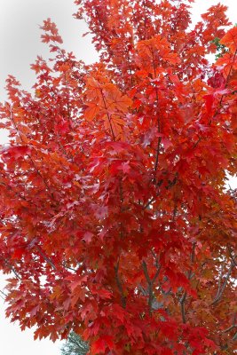 Fall Burn