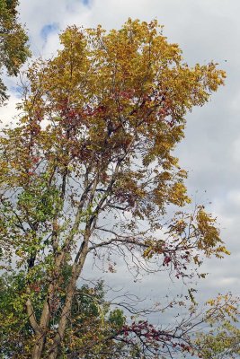 Fall Walnut