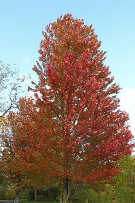 Catching the Color