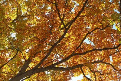 Full of Fall