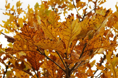 Holding Autumn