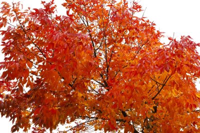 Brightening a Gray Day