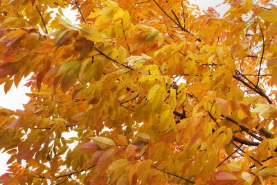 October Branches