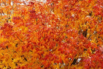 Color Explosion