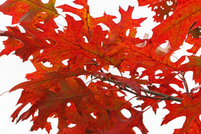 Oaks in October
