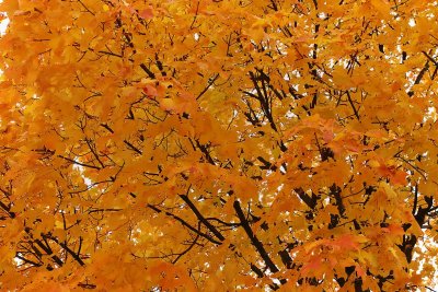 Under the Color