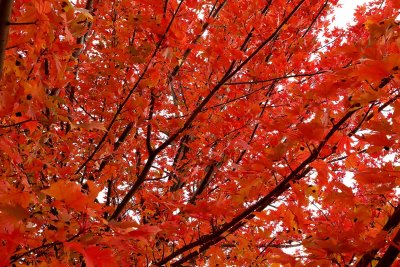 Burning Branches