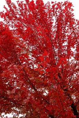 Autumn's Month