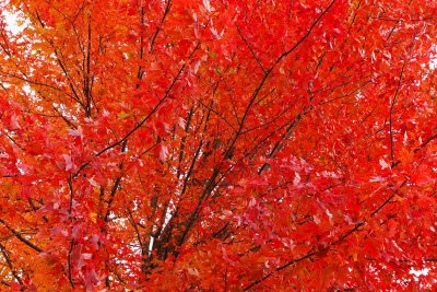 Fall Marmalade