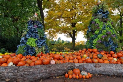 Pumpkin Patch