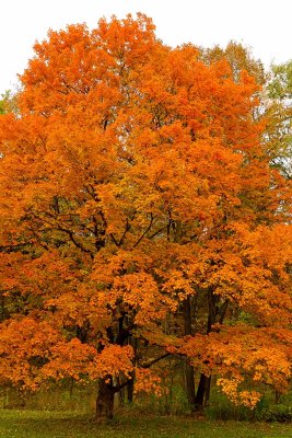 Focused on Fall