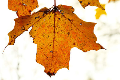 Color Without Chlorophyll