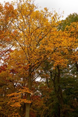 Tall Fall