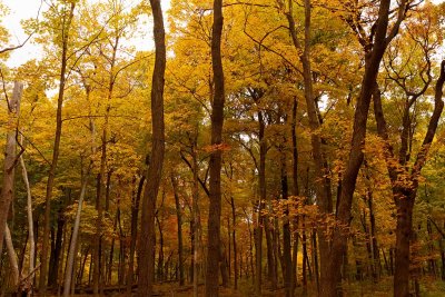 Fall Fantasy