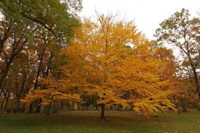 Autumn Calling