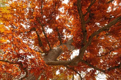 Oaktober