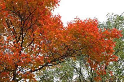 Reaching for Fall