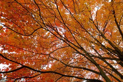 With Tangerine Trees and Marmalade Skies
