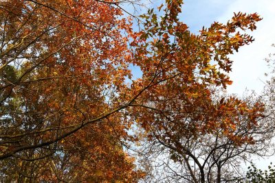 Autumn Tones