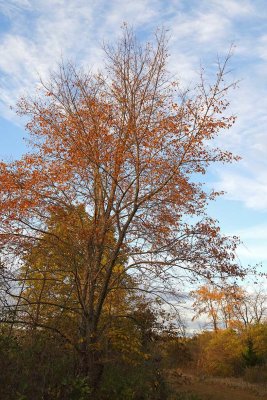 Holding on to Fall