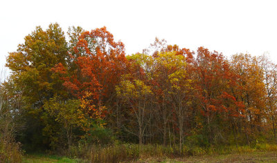 Fall Color Stand