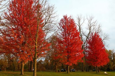 Fall Times Tree