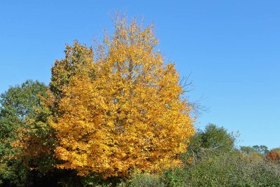 Fall Pop-Up