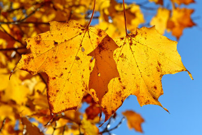 Lights of October
