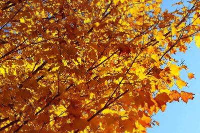 Lots of Leaves