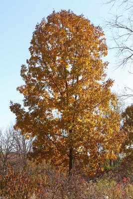 Copper in the Leaves