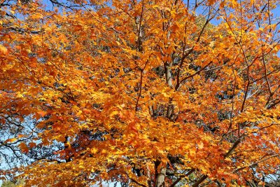 Orange Out