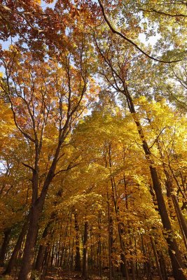 Zeroing in on Fall