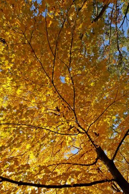 Fall Perspective