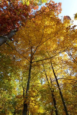 Fleeting Fall
