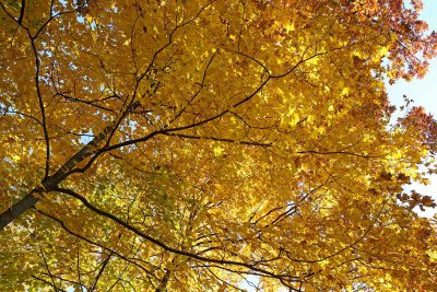 Shades of October