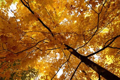 Fall Foliage