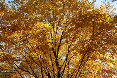 Leaf Light