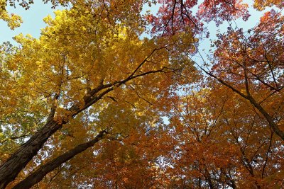 Forest Fall