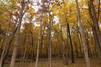 Color by Tree